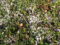Ground cover